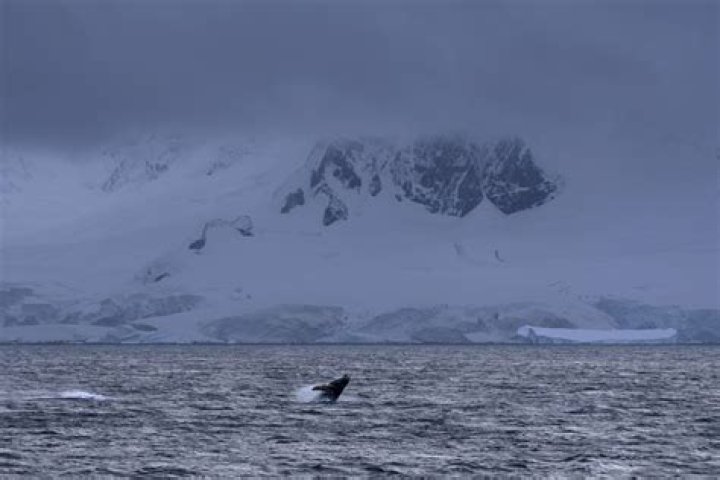 Takeaways from AP's reporting on Antarctica's burgeoning krill fishery