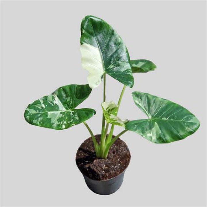 Sequoia National Park: Generals Highway Closed at Foothills Visitor Center |