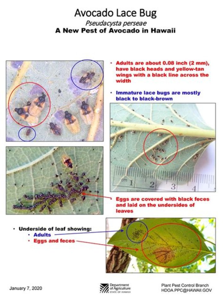 Avocado lace bug discovered on Maui | News, Sports, Jobs