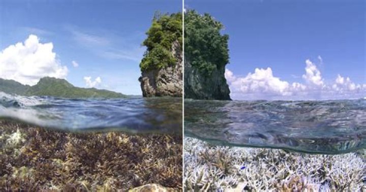 10 Inspiring Ocean Documentaries You Must Watch