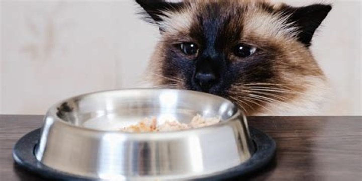 Que faire si votre chaton ne mange pas ses croquettes ?