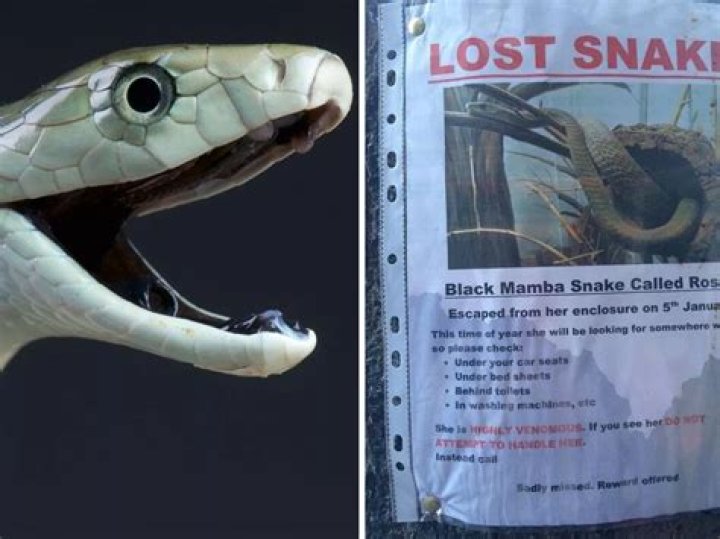 Deadly snake on the loose in Dutch city