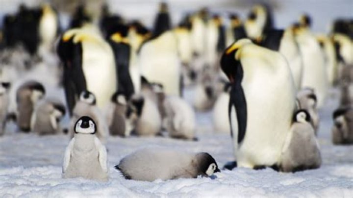 Scientists find new colonies of emperor penguins in Antarctica