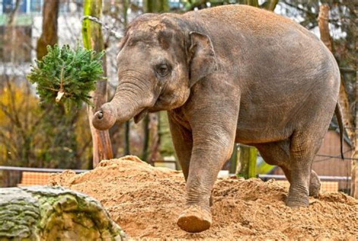 Unsold Christmas trees are on menu for elephants at Berlin Zoo