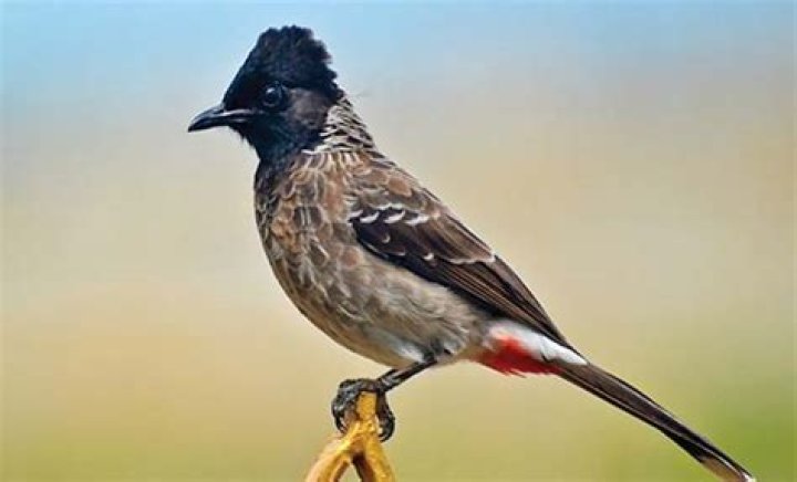 Highly invasive bird spotted on Maui | News, Sports, Jobs