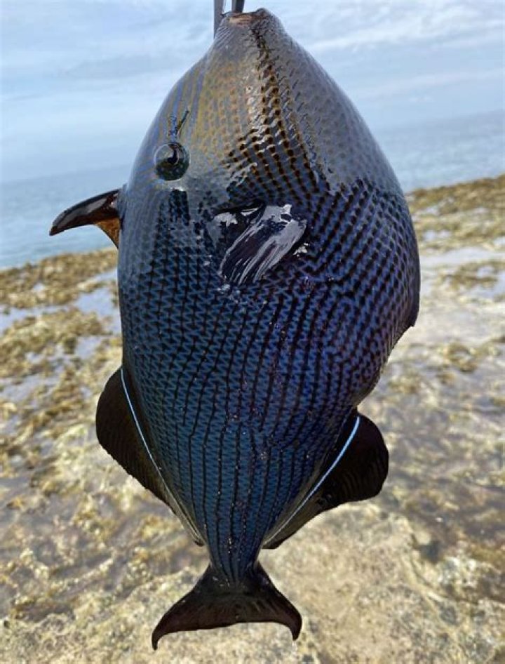 Humuhumu | News, Sports, Jobs