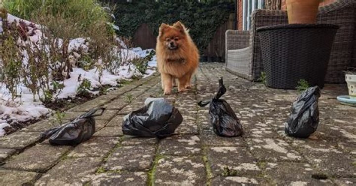 'I tested Poundland, Asda, Aldi and Sainsbury's doggy poo bags and there was one clear winner' - James Bayley