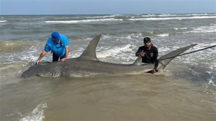 Large shark spotted off Hookipa Beach | News, Sports, Jobs
