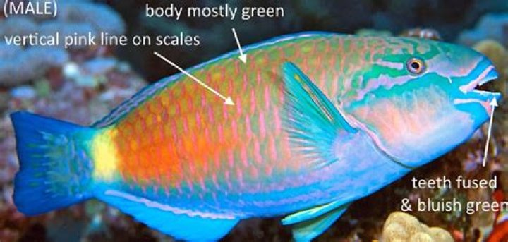 Parrotfish, goatfish rules take effect | News, Sports, Jobs