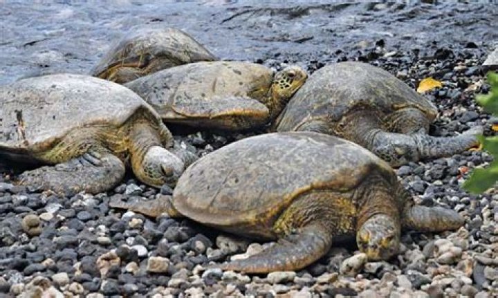 Public helps NOAA track turtles around Maui | News, Sports, Jobs