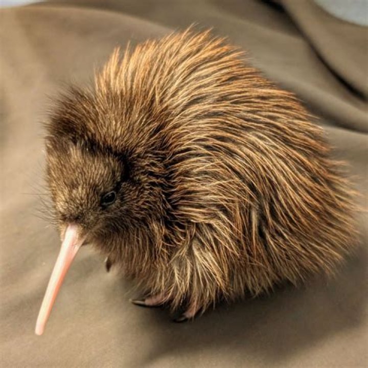 Rare discovery of Tokoeka kiwi brings hope for the bird’s survival