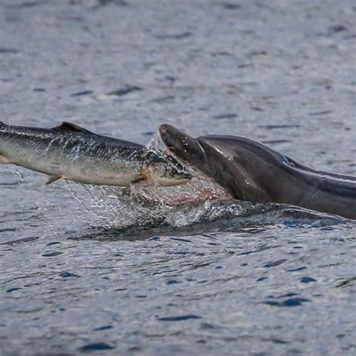 Dolphins outsmart crab fishermen, steal their bait