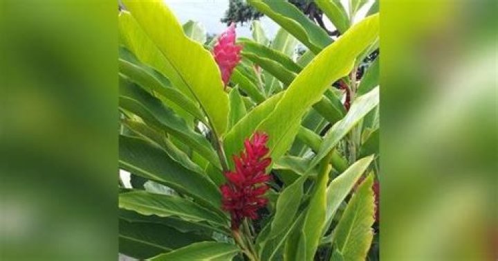 William Lanihuli Shea, III, 64 | News, Sports, Jobs